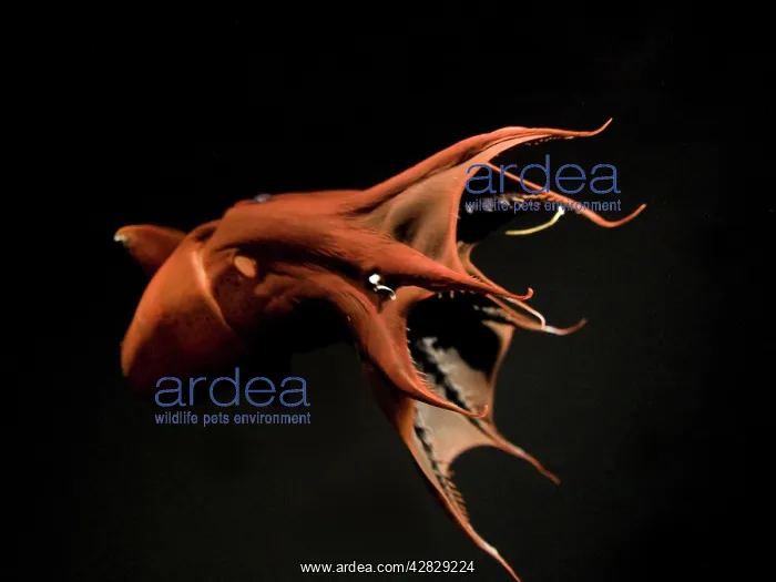 : Vampire Squid - going into 'pineappleI defense posture : Vampire Squid - going into 'pineappleI defense posture