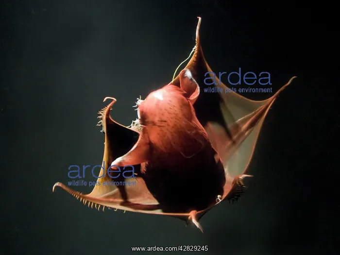 : Vampire Squid - going into 'pineappleI defense posture : Vampire Squid - going into 'pineappleI defense posture