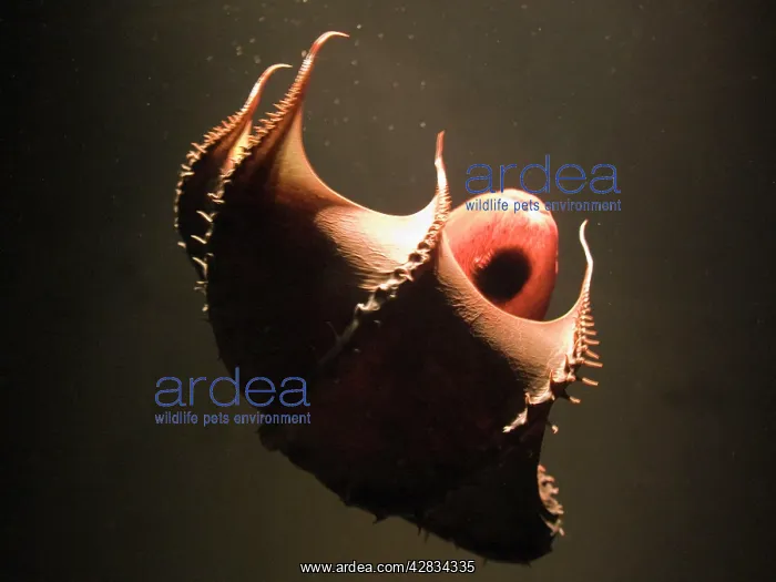 : Vampire Squid - going into 'pineappleI defense posture : Vampire Squid - going into 'pineappleI defense posture