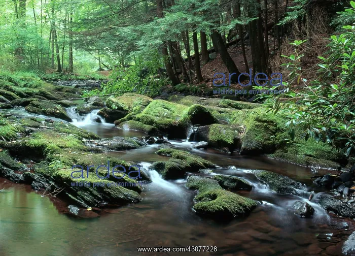 : Van Campens Glen, New Jersey : Van Campens Glen, New Jersey