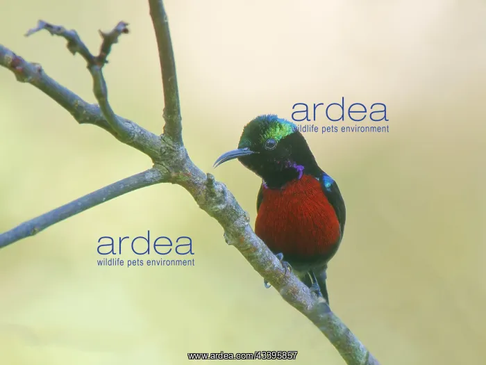 : Van Hasselt's sunbird Leptocoma brasiliana Sabah : Van Hasselt's sunbird Leptocoma brasiliana Sabah