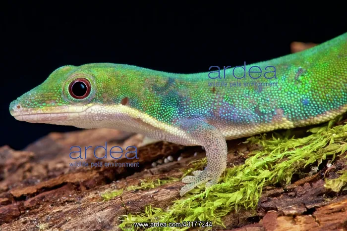  : Van Heygen's daygecko (Phelsuma vanheygeni) was