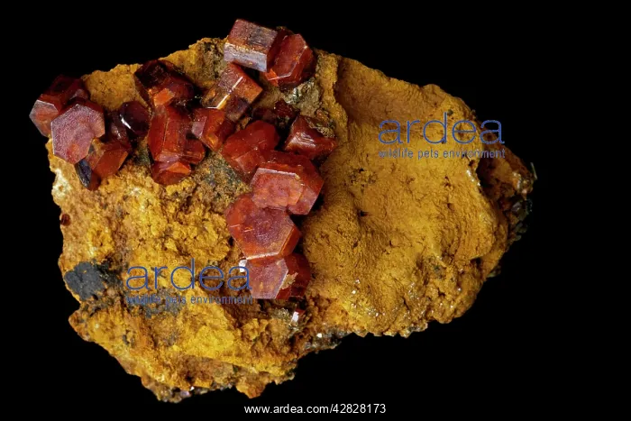 : Vanadinite - Pb5(VO4)3Cl - Lead Chlorovanadate : Vanadinite - Pb5(VO4)3Cl - Lead Chlorovanadate