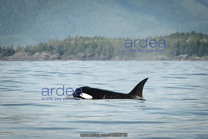 : Vancouver Island, Clayoquot Sound. Orca : Vancouver Island, Clayoquot Sound. Orca