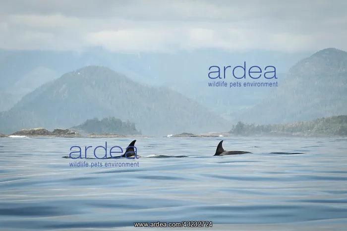 : Vancouver Island, Clayoquot Sound. Orcas : Vancouver Island, Clayoquot Sound. Orcas