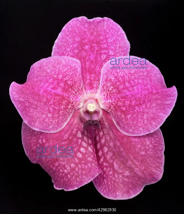  : Vanda Orchid