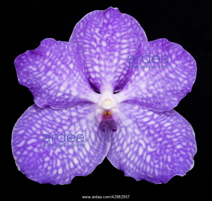  : Vanda Orchid