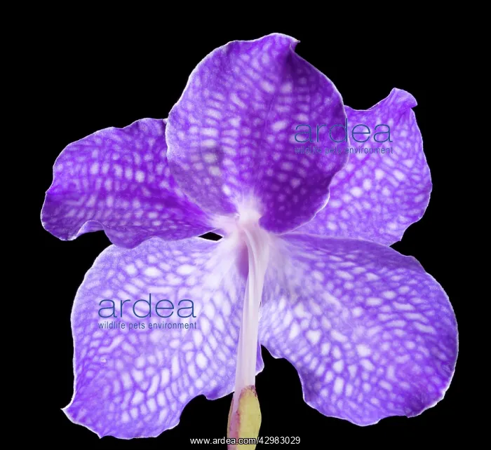 : Vanda Orchid - Back view of the flower : Vanda Orchid - Back view of the flower