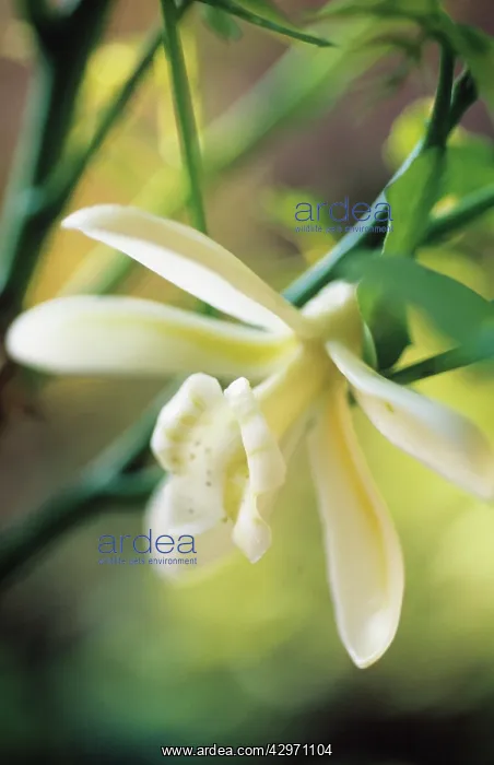 : Vanilla, Vanilla planifolia : Vanilla, Vanilla planifolia