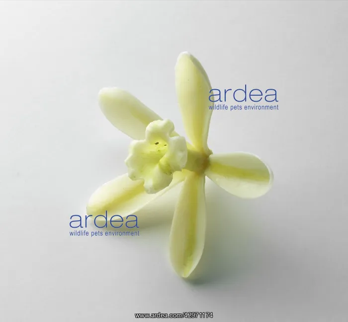 : Vanilla, Vanilla planifolia : Vanilla, Vanilla planifolia
