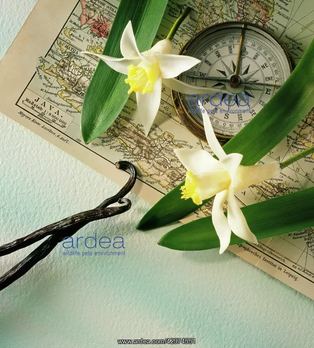 : Vanilla, Vanilla planifolia : Vanilla, Vanilla planifolia