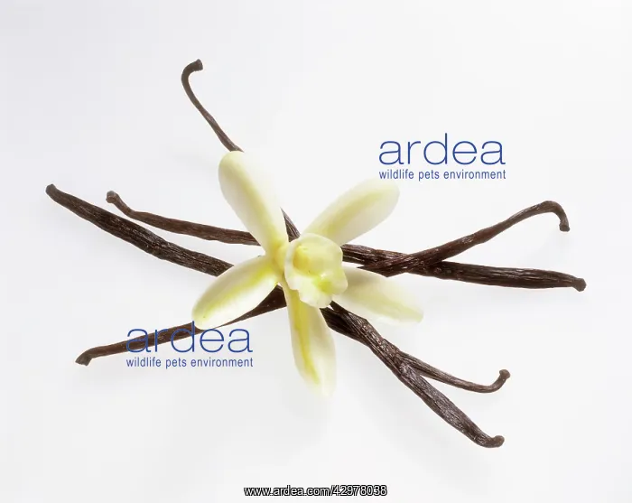 : Vanilla, Vanilla planifolia : Vanilla, Vanilla planifolia