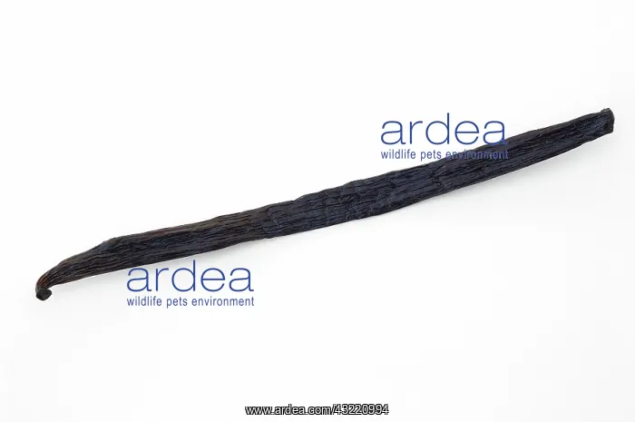 : Vanilla Bean : Vanilla Bean