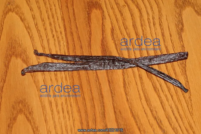 : Vanilla Beans : Vanilla Beans