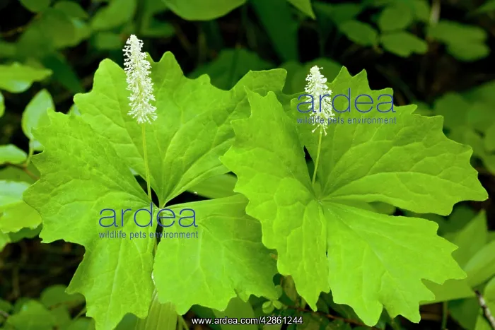 : Vanilla Leaf - dried leaves smell of vanilla : Vanilla Leaf - dried leaves smell of vanilla
