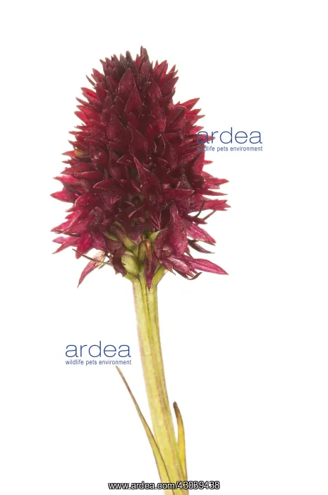 : Vanilla orchid or black orchid (Nigritella nigra) : Vanilla orchid or black orchid (Nigritella nigra)