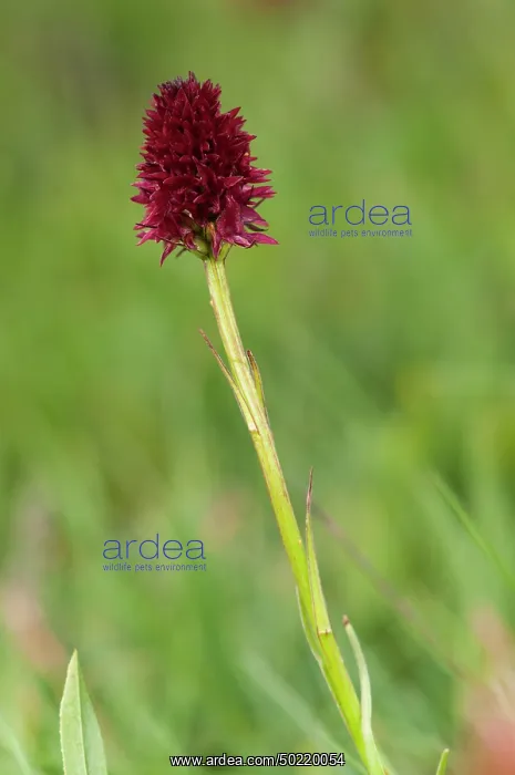 : Vanilla orchid or black orchid (Nigritella nigra), Gran Paradiso national park, Piedmont, Italy : Vanilla orchid or black orchid (Nigritella nigra), Gran Paradiso national park, Piedmont, Italy