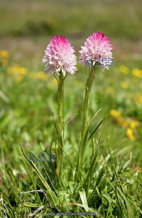 : Vanilla Orchid - on the Col d'Allos : Vanilla Orchid - on the Col d'Allos