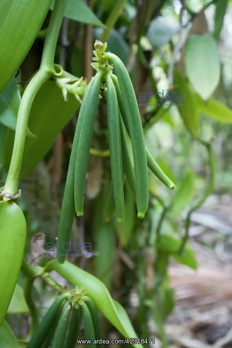 : Vanilla plant : Vanilla plant