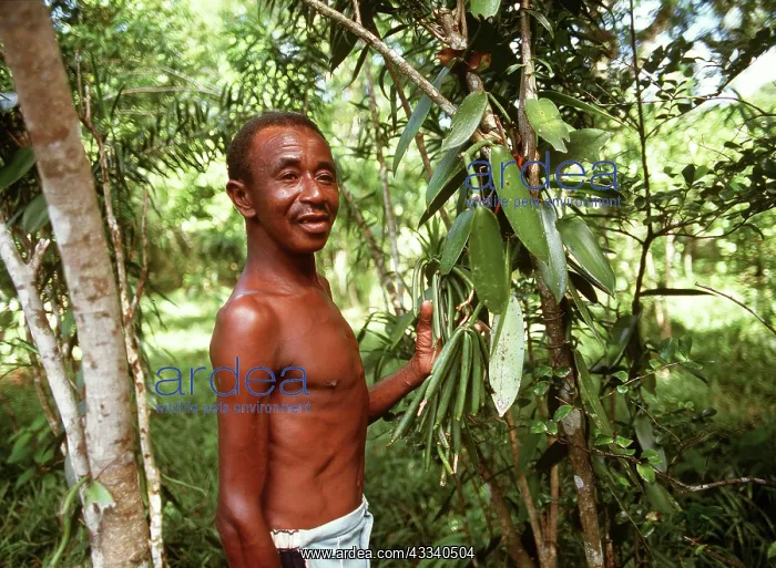 : VANILLA PLANTATION - Crop and farmer : VANILLA PLANTATION - Crop and farmer