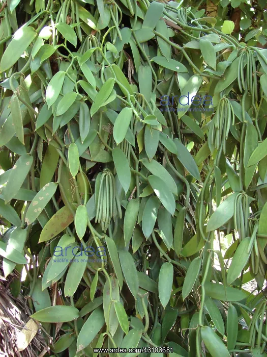 : Vanilla vine and pods : Vanilla vine and pods