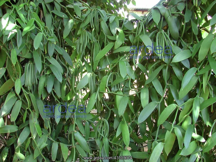 : Vanilla vine and pods, Zanzibar : Vanilla vine and pods, Zanzibar