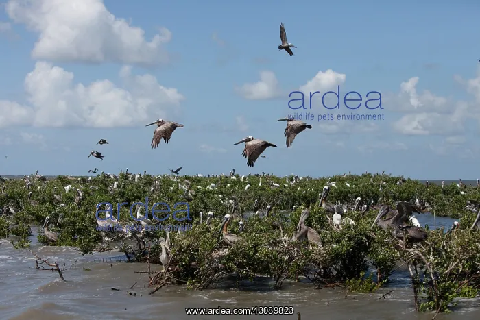 : Vanishing Barrier Islands : Vanishing Barrier Islands