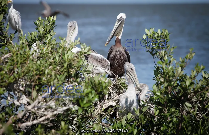 : Vanishing Barrier Islands : Vanishing Barrier Islands
