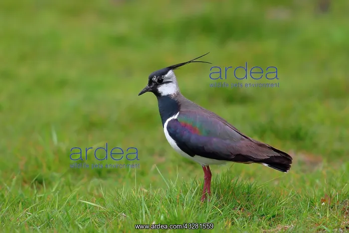 : Vanneau (Vanellus vanellus) stands in a meadow : Vanneau (Vanellus vanellus) stands in a meadow