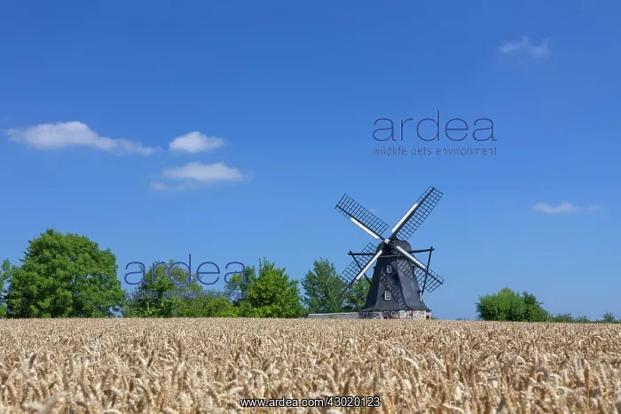  : Vanstad Mill Windmill