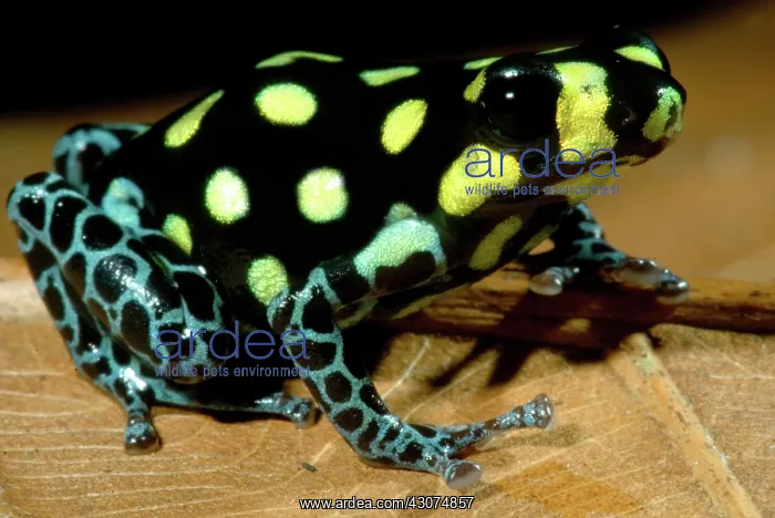 : Vanzolini's Poison Frog : Vanzolini's Poison Frog