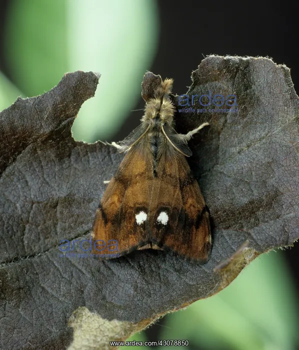  : Vapourer moth