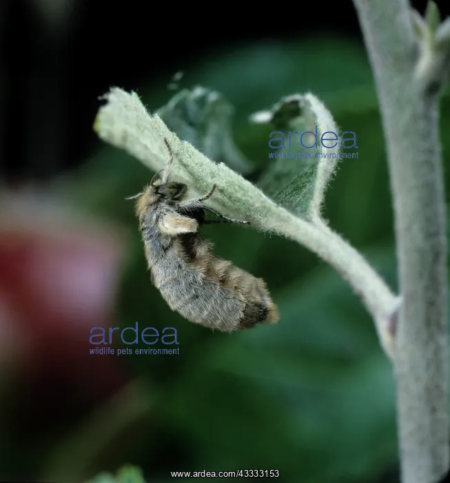 : Vapourer moth : Vapourer moth