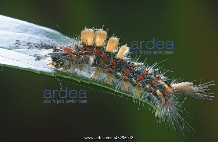 : Vapourer (Orgyia antiqua) caterpillar on a leaf : Vapourer (Orgyia antiqua) caterpillar on a leaf
