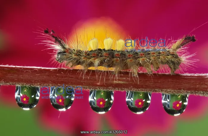 : Vapourer (Orgyia antiqua) caterpillar on stem w : Vapourer (Orgyia antiqua) caterpillar on stem w