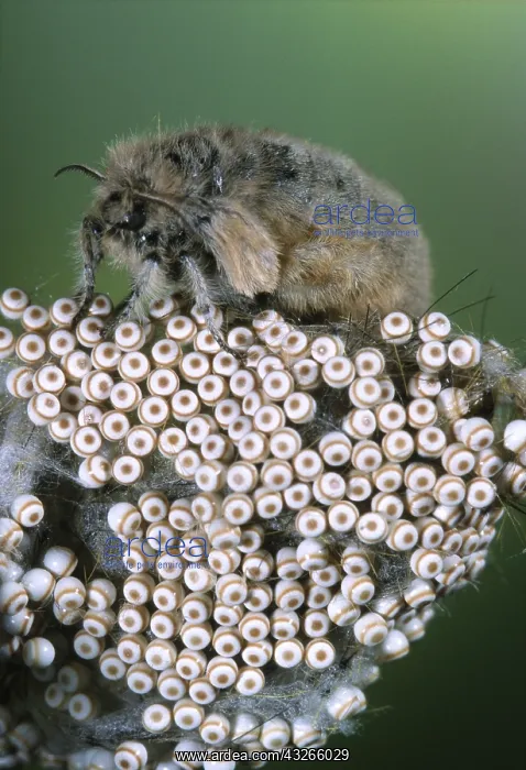  : Vapourer (Orgyia antiqua) female laying eggs, B