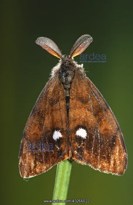 : Vapourer (Orgyia antiqua) moth on top of a stem : Vapourer (Orgyia antiqua) moth on top of a stem