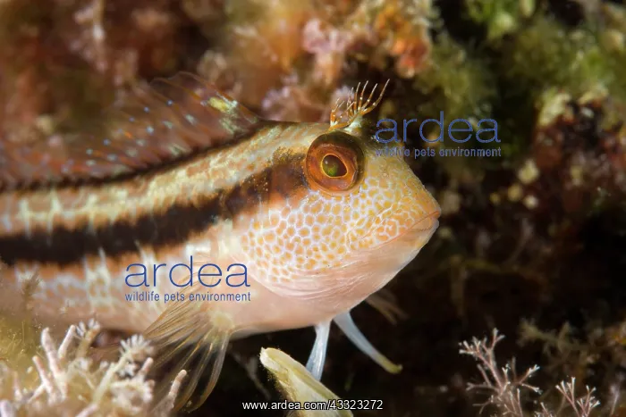 : Variable blenny, Parablennius pilicornis, Marine Protected a : Variable blenny, Parablennius pilicornis, Marine Protected a