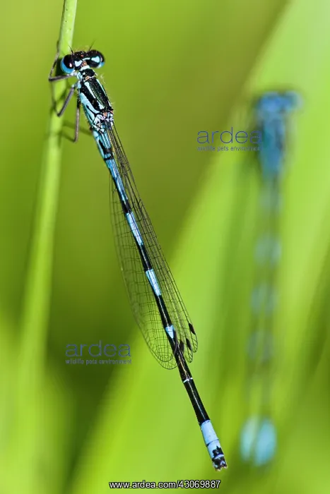 : Variable Bluet : Variable Bluet