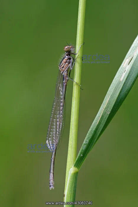 : Variable Bluet : Variable Bluet