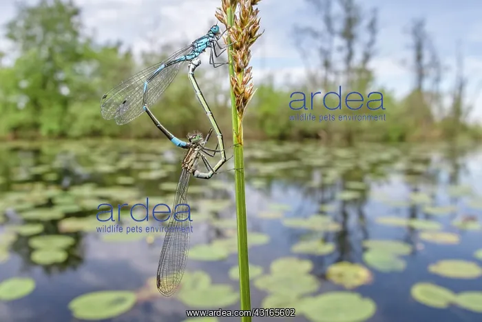 : Variable Bluet : Variable Bluet