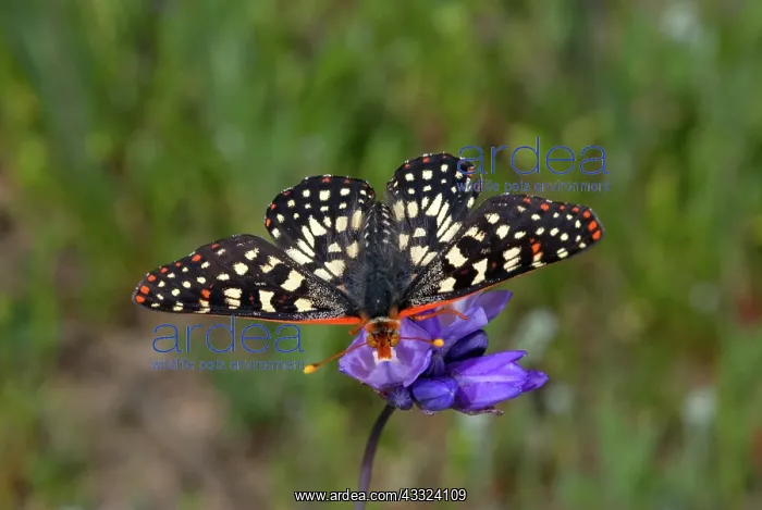 : Variable Checkerspot Butterfly : Variable Checkerspot Butterfly