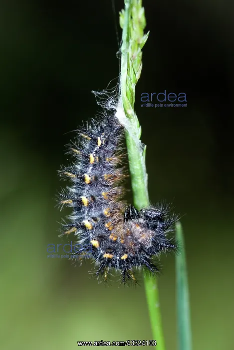 : Variable Checkerspot pupating : Variable Checkerspot pupating