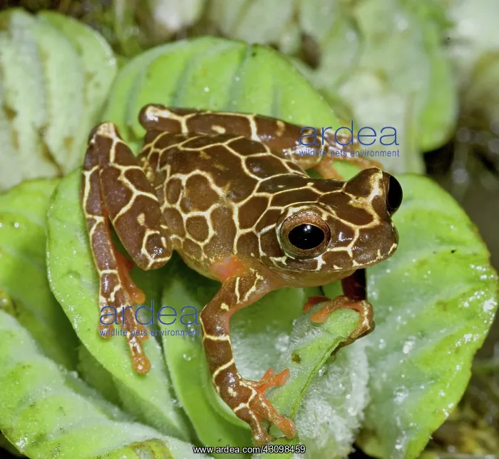 : Variable Clown Treefrog : Variable Clown Treefrog