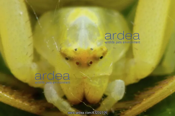 : Variable crab spider yellow spider head portrait : Variable crab spider yellow spider head portrait