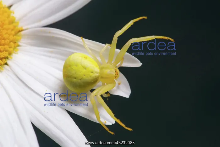 : Variable crab spider yellow spider with legs spread : Variable crab spider yellow spider with legs spread
