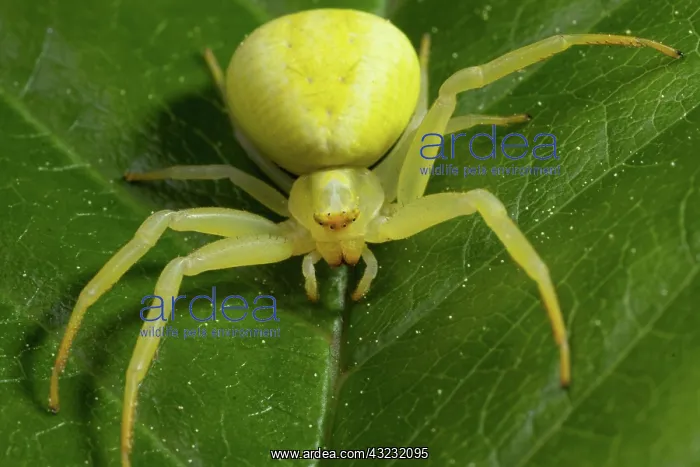: Variable crab spider yellow spider with spread legs : Variable crab spider yellow spider with spread legs