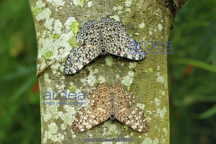 : Variable Cracker Butterfly : Variable Cracker Butterfly