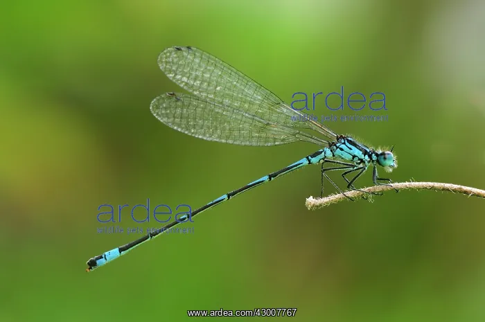 : Variable Damselfly Variable Bluet : Variable Damselfly Variable Bluet