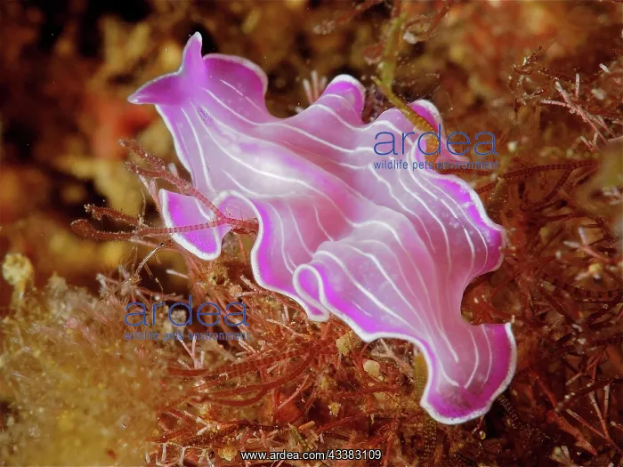 : Variable flatworm (Prostheceraeus giesbrechtii) : Variable flatworm (Prostheceraeus giesbrechtii)